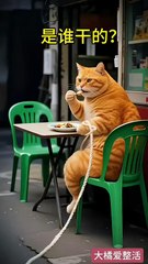 It Was Gone in the Blink of an Eye… Who Did It? 🐱😂 | Cute Cats Daily Life