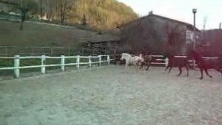 chevaux galopant