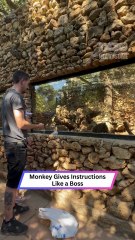 Monkey Uses Hand Signals to Get Fed—Tax Evasion Level Genius! 🐒😂