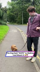 Stubborn Dog Turns Into a Puddle on the Pavement