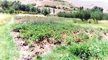 amezri 6