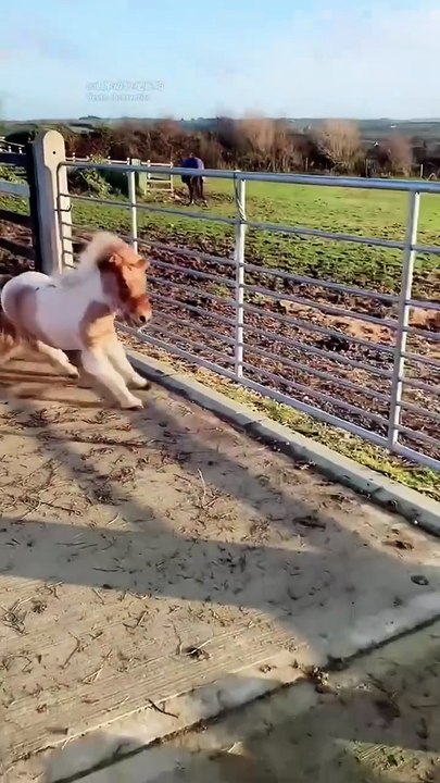 😂😹 Don't Laugh Challenge: Pet Edition 🐶🐾