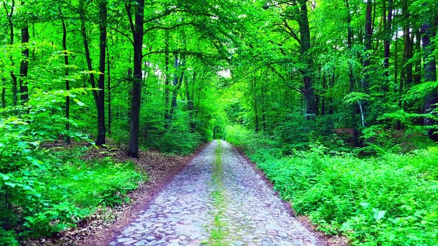 💖EXCLUSIF💖💥RELAXATION PROFONDE - Sons de Forêt d’été (Chant d’oiseau, Bruit blanc, ASMR)💥ABONNES-TOI STP🙏💖 MERCI 🙏💖💥