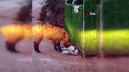 Marmaris'i domuz sürüleri istila etti!