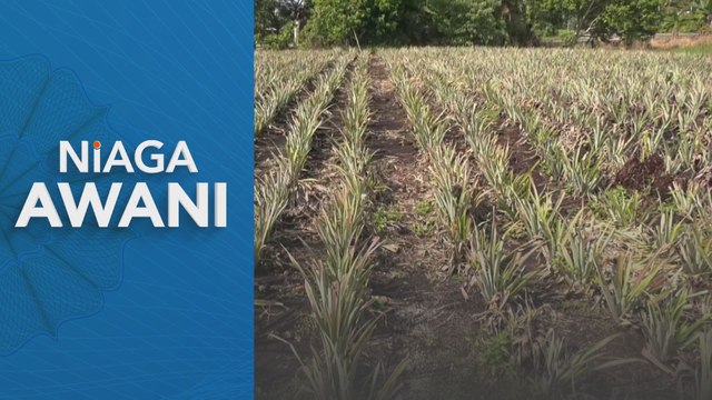 Kerajaan teroka sektor pertanian baharu di Labuan