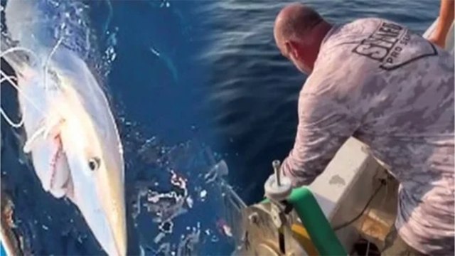 Çanakkale'de 100 kiloluk mavi köpek balığı, balıkçıların oltasına takıldı