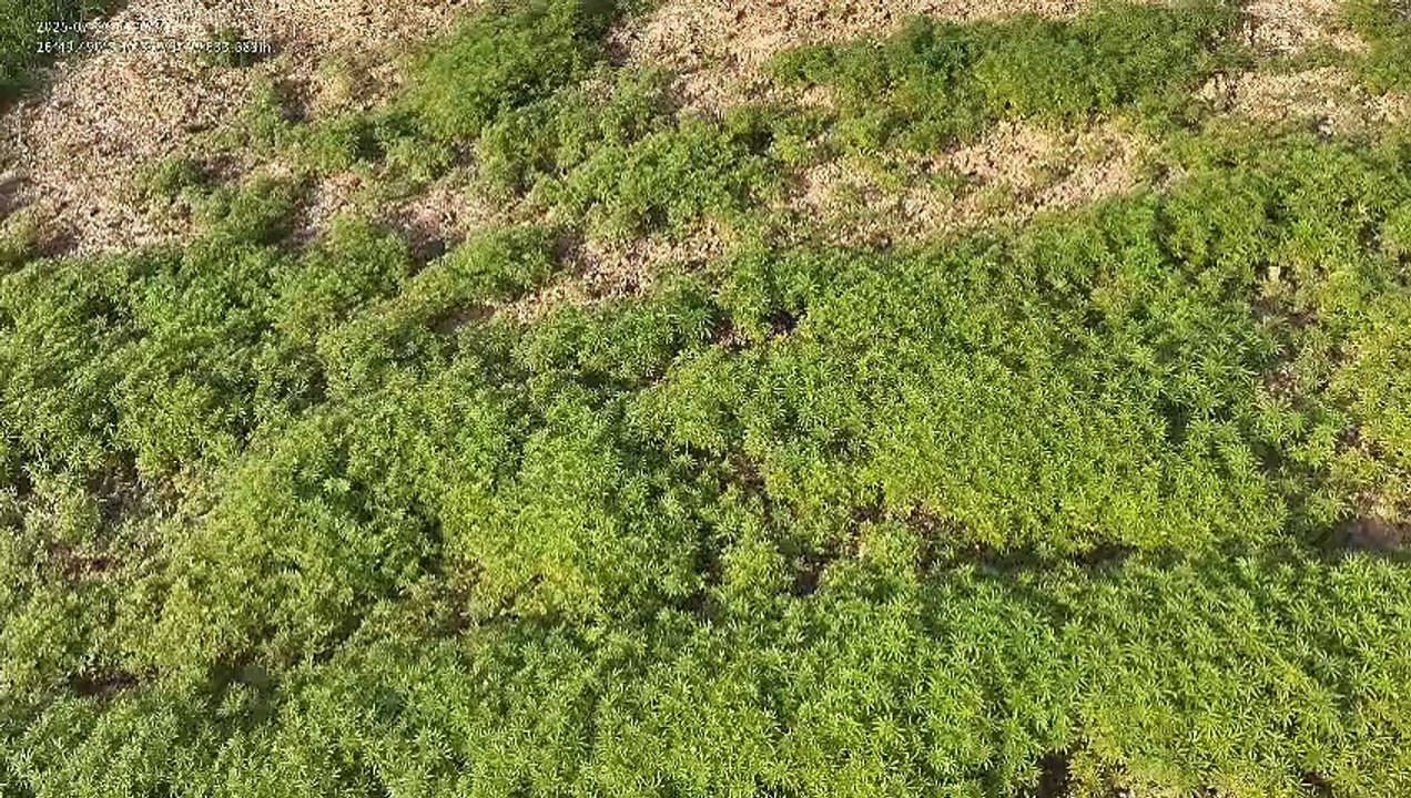 Essa era uma das maiores plantações de maconha do Brasil