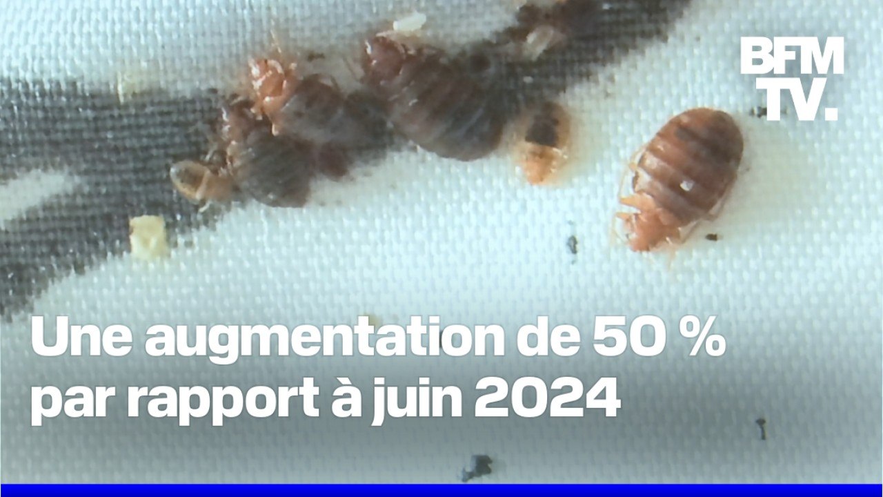 Punaises de lit: les infestations en nette augmentation par rapport à l'été 2024