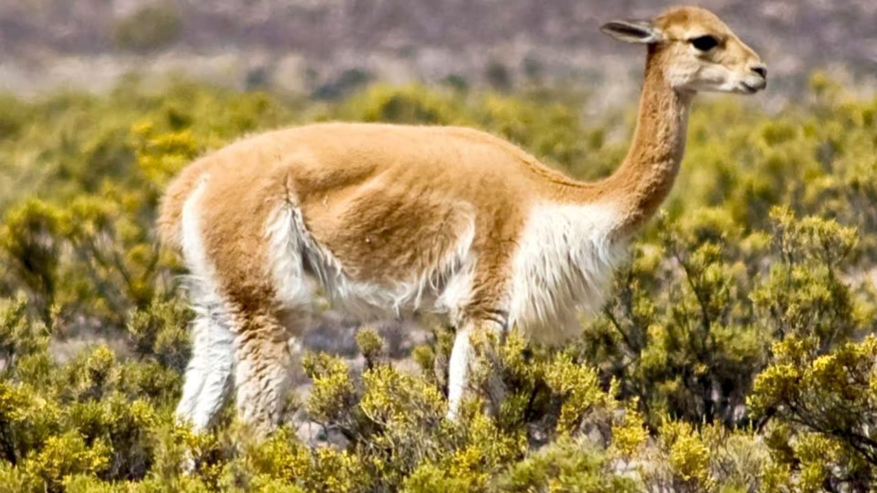 Vicuna - 5 Interesting Facts