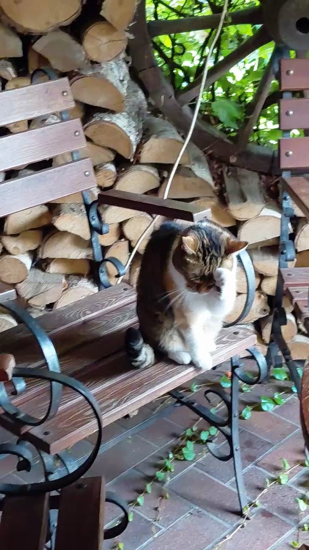 ⁣What do cats do after dinner?  🐾🧼 #funnycats #cats #shorts