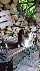 What do cats do after dinner?  🐾🧼 #funnycats #cats #shorts