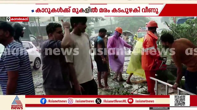 കാസർകോട് നോർത്ത് ചിത്താരി ഹൈവേയിൽ കാറുകൾക്ക് മുകളിലേക്ക് മരം കടപുഴകി വീണു