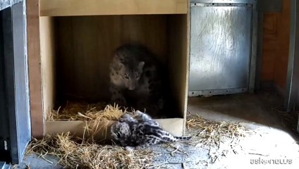 Un cucciolo di leopardo delle nevi è nato allo zoo di Chester