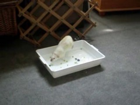 Daisy Chaisaw paddles