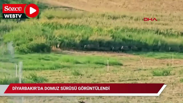 Diyarbakır’da domuz sürüsü görüntülendi