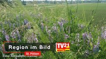 St. Pölten - Pflegemaßnahmen schützen Naturjuwele