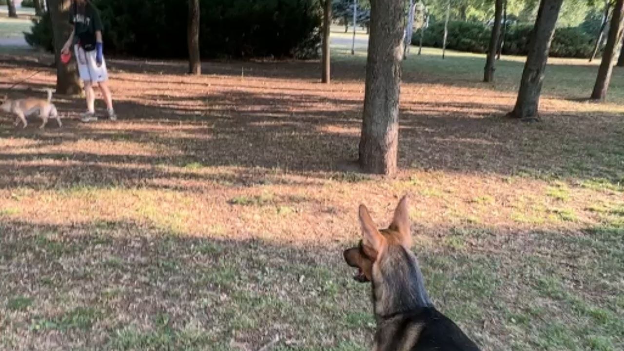 Rescued dog gets a second chance at life and hops with pure joy