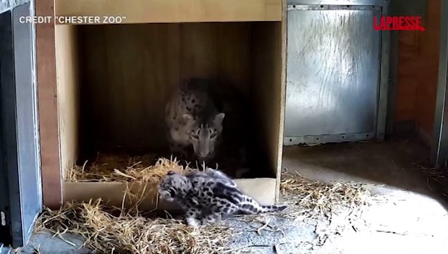 Leopardo delle nevi, cucciolo nasce allo zoo di Chester: il primo nella storia del parco