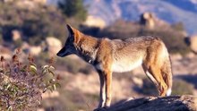 O Que Ninguém Te Contou Sobre o Coiote: Predador da Natureza