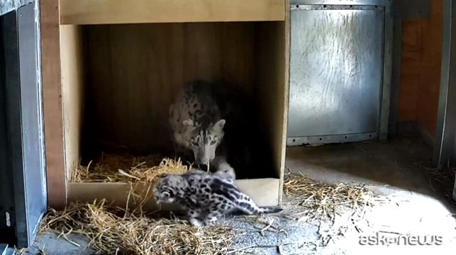 Un cucciolo di leopardo delle nevi è nato allo zoo di Chester