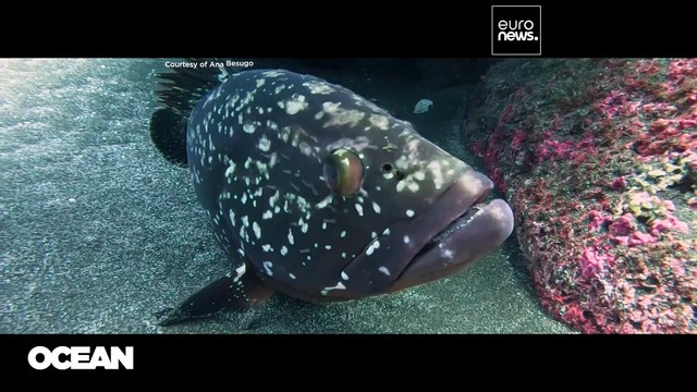 Les îles de l'Atlantique prouvent que le tourisme peut aider l'océan