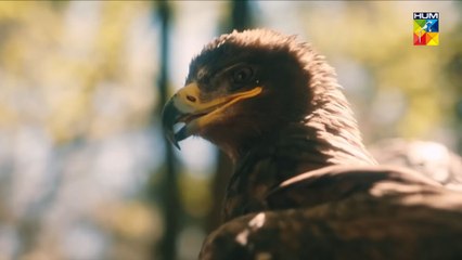 Sultan Salahuddin Ayyubi Season 2 Coming Soon