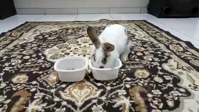 Cena inusitada! Coelho perdido em calçada é resgatado por garis e ganha novo lar em Curitiba