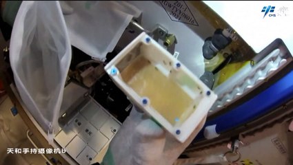 Fruit Flies In Space - Chinese Astronauts Show Experiment On Tiangong Station