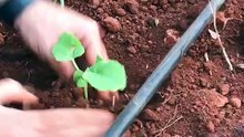 How to plant cucurbit seedlings?