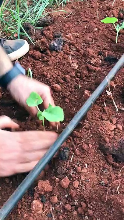 How to plant cucurbit seedlings?