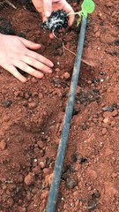 Fide dikimi önemlidir.