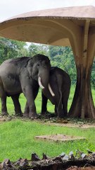 A symbol of wisdom and power in India’s wild heart. #IndianElephant #WildlifeIndia