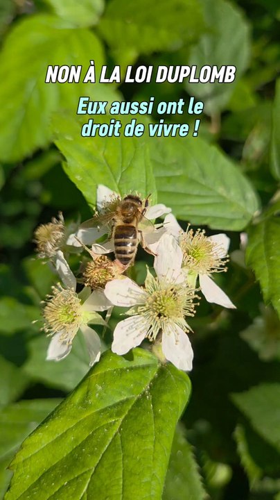 La loi duplomb est une abomination qui nous fait reculer dans le temps. Une regression et une hérésie qui au profit de quelques minorité va coûter la santé à notre environnement mais nous ne sommes pas non plus épargné !🦋🐜🐝🐞🦗🕷🦟