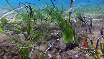 Sostenibilità: all’Isola del Giglio un intervento di ripristino di posidonia oceanica per contrastare la regressione della specie vegetale, il progetto di Nespresso 