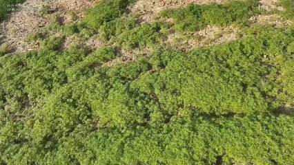 Plantação de maconha em SC