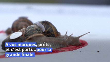 Les Championnats du monde de courses d'escargots se sont déroulés au Royaume-Uni