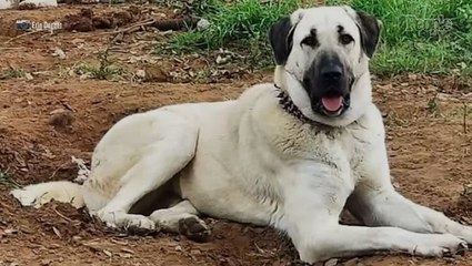 Dog Who Went Missing During Texas Flooding Found Trapped, But Alive, Thanks to GPS Collar