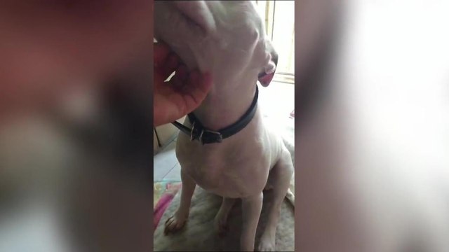 Vive con 30 cani in pessime condizioni d'igiene e di salute, denunciata una donna della bassa valle Imagna