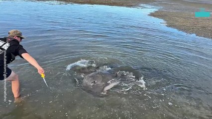 Close Call With Sting Ray Caught on Camera