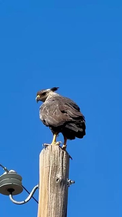 Increíble hallazgo: reapareció en Argentina el ave rapaz más poderosa de Sudamérica que está en peligro de extinción