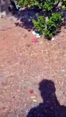 Pavia, la denuncia: "Ecco in che condizioni versa il cimitero Maggiore"