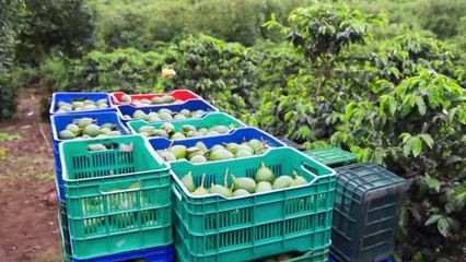 tn7-productores-de-aguacate-celebran-fallo-que-frena-importacion-sin-controles-240725