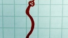 Serpente  disegno