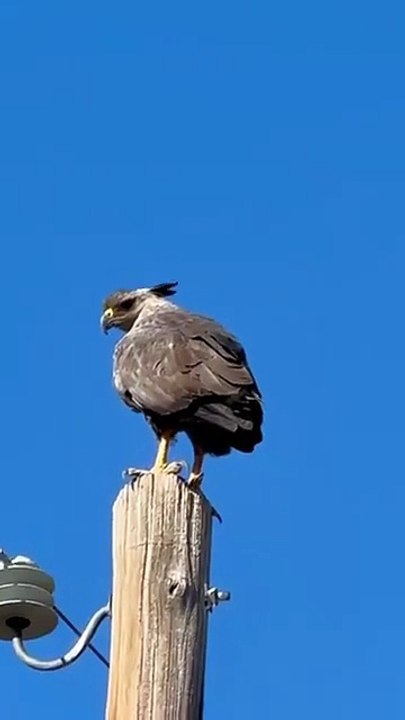 Encontraron un águila en peligro de extincion en Mendoza