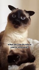 Thatcatdobby - balance is important