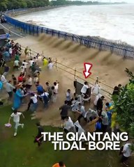 One of the largest tidal bored in the world! 🌊