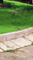 A symbol of vigilance and grace. #RedWattledLapwing #BirdWatching