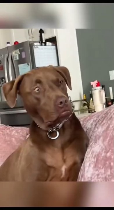 Silly Dog Moments🐶