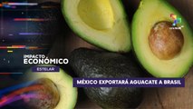 México comenzará a exportar aguacate a Brasil IMPACTO ECONÓMICO ESTELAR 24-07-2025