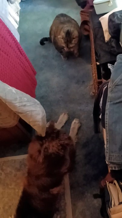 Bailee Meets Toby